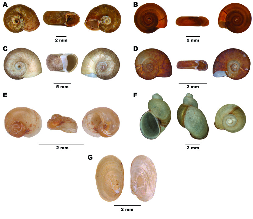 Sampling collections and metadata of planorbidae (Mollusca: Gastropoda) in Brazil: a comprehensive analysis of the Oswaldo Cruz Institute's Mollusk Collection from 1948 to 2023.