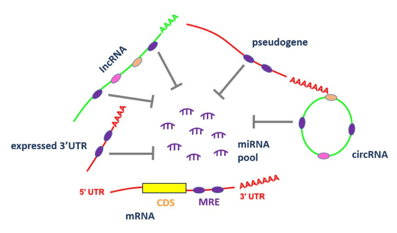 H19: An Oncogenic Long Non-coding RNA in Colorectal Cancer.