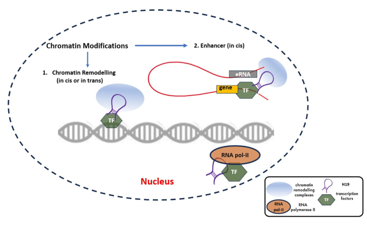 H19: An Oncogenic Long Non-coding RNA in Colorectal Cancer.