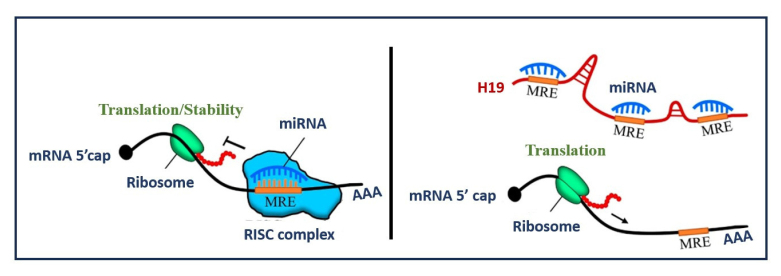 H19: An Oncogenic Long Non-coding RNA in Colorectal Cancer.