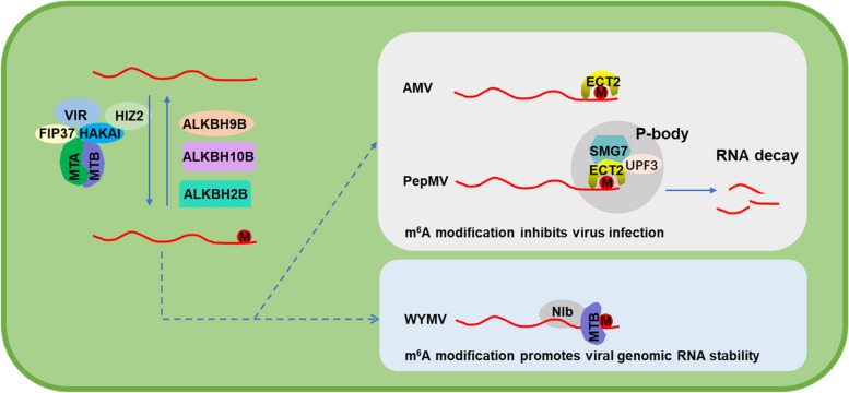 Roles of RNA m<sup>6</sup>A modifications in plant-virus interactions.