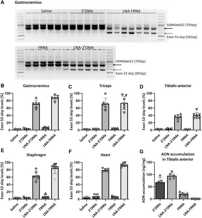 Challenges of Assessing Exon 53 Skipping of the Human <i>DMD</i> Transcript with Locked Nucleic Acid-Modified Antisense Oligonucleotides in a Mouse Model for Duchenne Muscular Dystrophy.