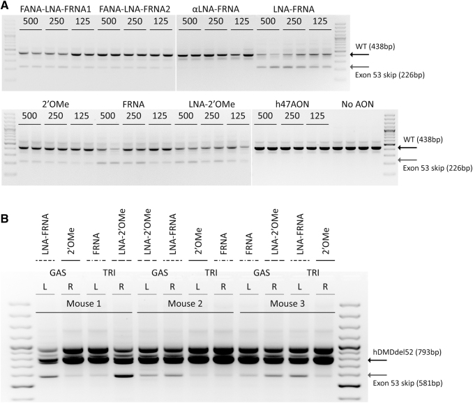 Challenges of Assessing Exon 53 Skipping of the Human <i>DMD</i> Transcript with Locked Nucleic Acid-Modified Antisense Oligonucleotides in a Mouse Model for Duchenne Muscular Dystrophy.