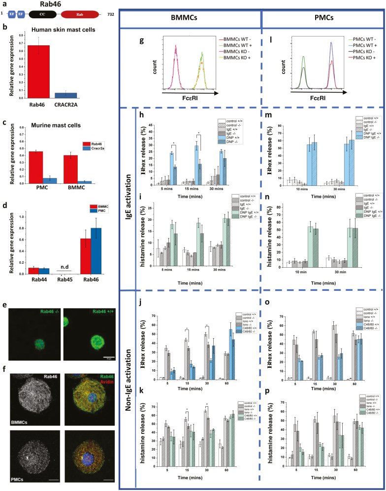 Rab46: a novel player in mast cell function.