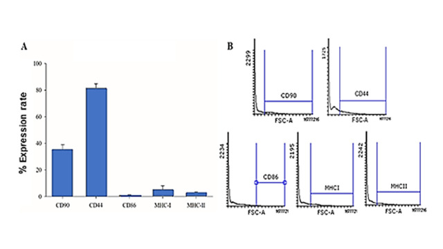 Addition of synthetic polymer in the freezing solution of mesenchymal stem cells from equine adipose tissue as a future perspective for reducing of DMSO concentration.