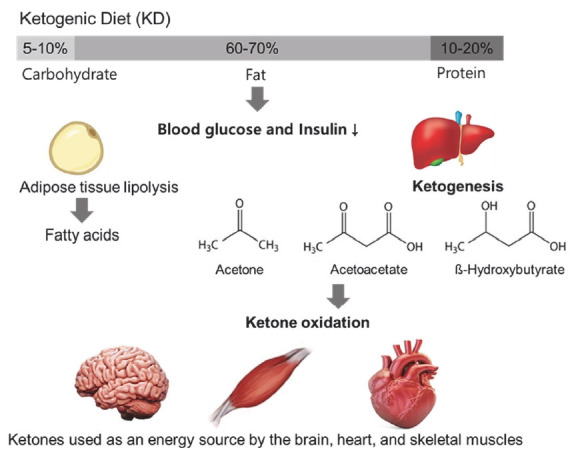Impact of the ketogenic diet on body fat, muscle mass, and exercise performance: a review.
