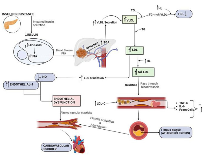 Cardiometabolic Risk Factors Associated With Type 2 Diabetes Mellitus: A Mechanistic Insight.