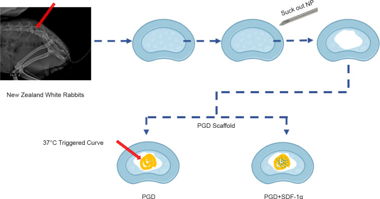 Comments on Innovative design of minimal invasive biodegradable poly(glycerol-dodecanoate) nucleus pulposus scaffold with function regeneration.