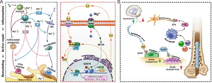 Early immunomodulation by magnesium ion: catalyst for superior osteogenesis.