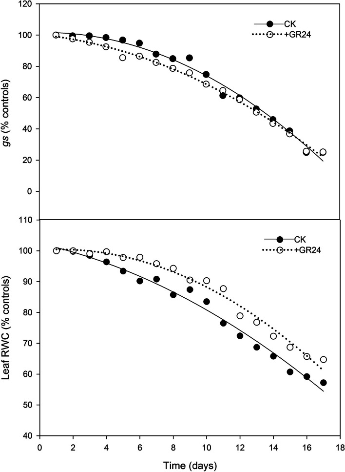 Foliar application of strigolactones improves the desiccation tolerance, grain yield and water use efficiency in dryland wheat through modulation of non-hydraulic root signals and antioxidant defense.