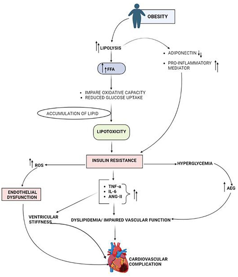 Cardiometabolic Risk Factors Associated With Type 2 Diabetes Mellitus: A Mechanistic Insight.