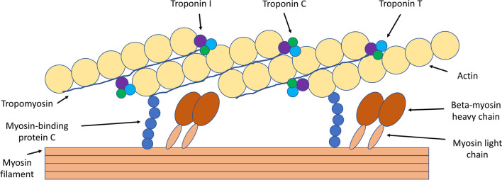 Differentiating Cardiac Troponin Levels During Cardiac Myosin Inhibition or Cardiac Myosin Activation Treatments: Drug Effect or the Canary in the Coal Mine?