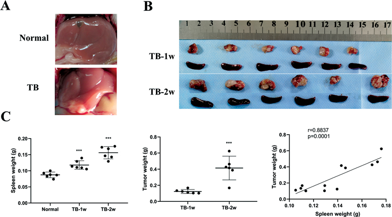 Spleen-Derived CCL9 Recruits MDSC to Facilitate Tumor Growth in Orthotopic Hepatoma Mice.