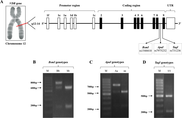 Vitamin D Receptor Gene Polymorphisms and Association with Vitiligo in Indonesian Population.