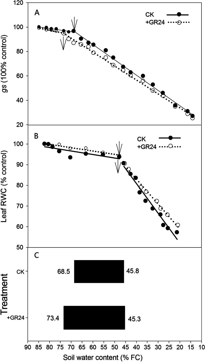 Foliar application of strigolactones improves the desiccation tolerance, grain yield and water use efficiency in dryland wheat through modulation of non-hydraulic root signals and antioxidant defense.
