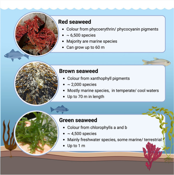 Anti-methanogenic potential of seaweeds and seaweed-derived compounds in ruminant feed: current perspectives, risks and future prospects.