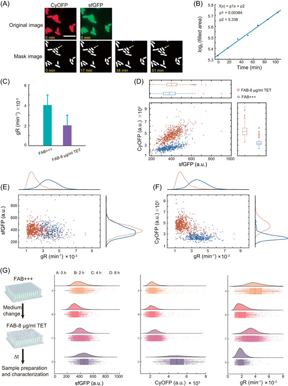 High-throughput, microscopy-based screening and quantification of genetic elements.