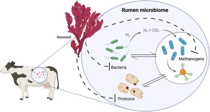 Anti-methanogenic potential of seaweeds and seaweed-derived compounds in ruminant feed: current perspectives, risks and future prospects.