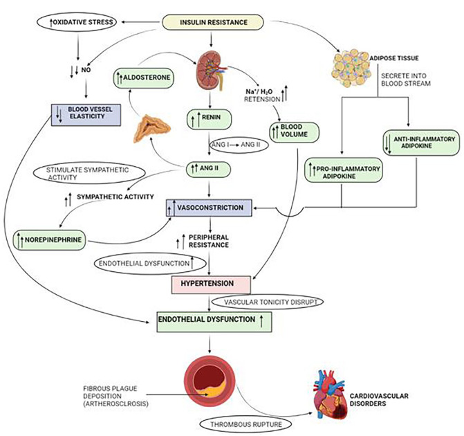 Cardiometabolic Risk Factors Associated With Type 2 Diabetes Mellitus: A Mechanistic Insight.