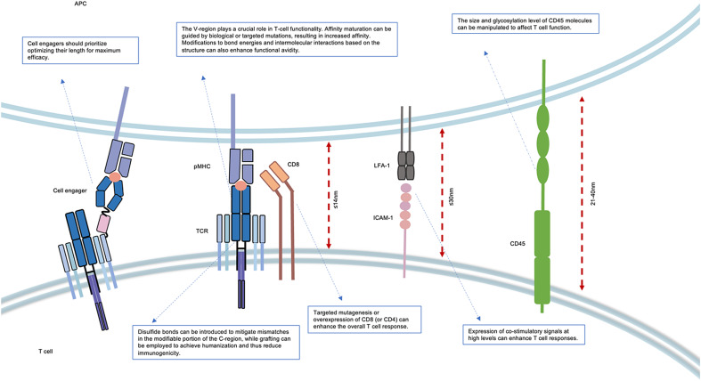 Strategies and rules for tuning TCR-derived therapy.