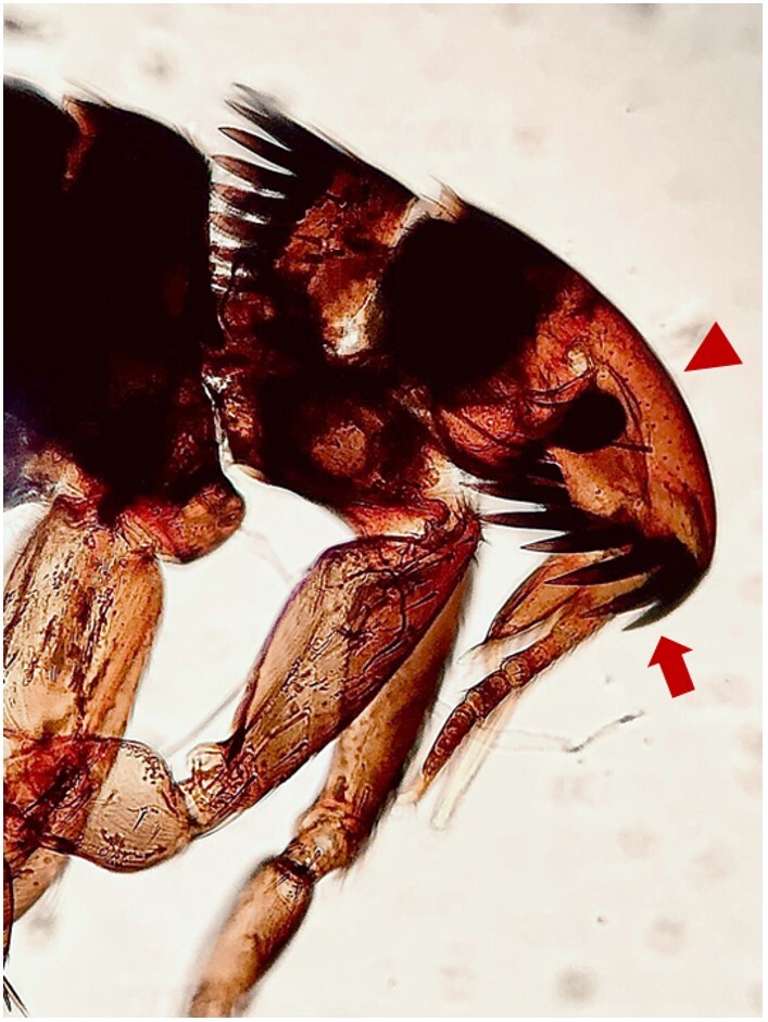 <i>Ctenocephalides felis</i> (Siphonaptera, Pulicidae) parasitizing White-eared opossum (<i>Didelphis albiventris</i>) at Southern Brazil - Case report.