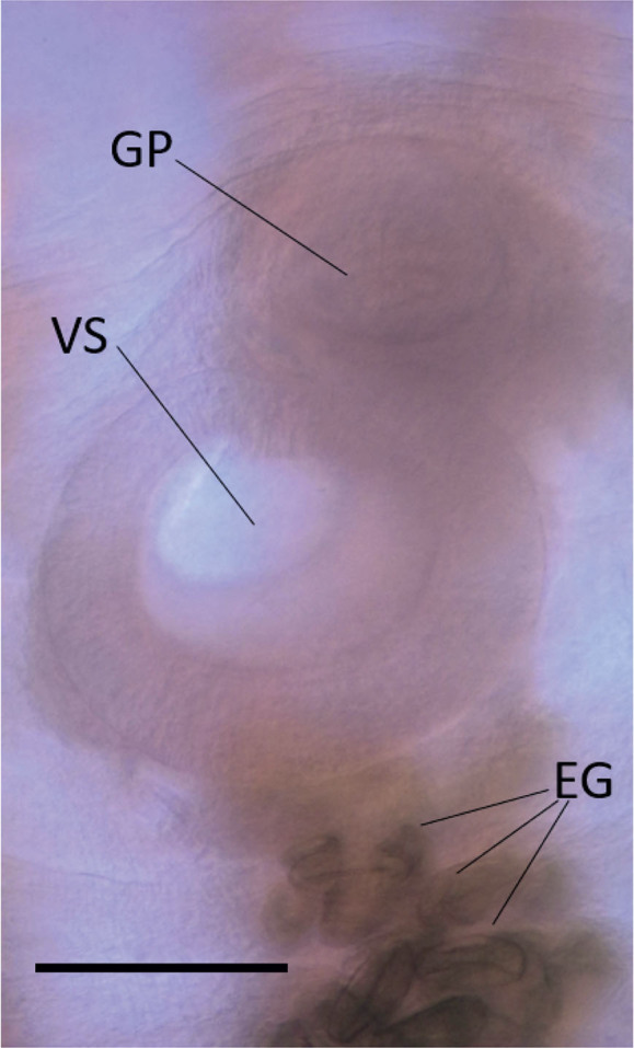 First report of <i>Rhytidodes gelatinosus</i> (Rudolphi, 1819) Looss, 1901 (Digenea: Rhytidodidae) in an olive-ridley Turtle <i>Lepidochelys olivacea</i> (Eschscholtz, 1829) from Brazil.