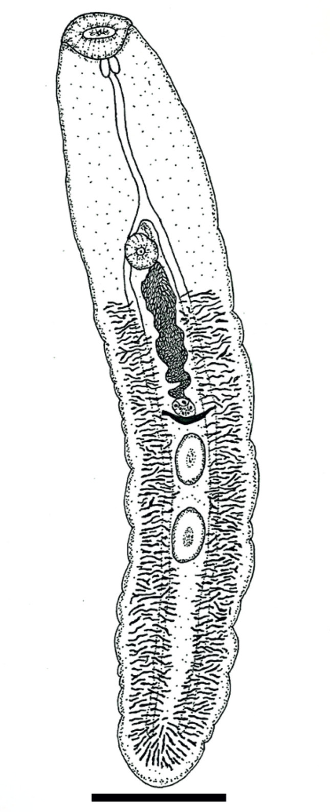First report of <i>Rhytidodes gelatinosus</i> (Rudolphi, 1819) Looss, 1901 (Digenea: Rhytidodidae) in an olive-ridley Turtle <i>Lepidochelys olivacea</i> (Eschscholtz, 1829) from Brazil.
