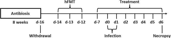 Prophylactic oral application of resveratrol to alleviate acute campylobacteriosis in human gut microbiota associated IL-10-/- mice.