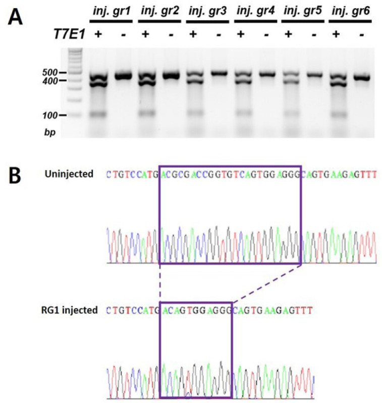 Generation of <i>ints14</i> Knockout Zebrafish using CRISPR/Cas9 for the Study of Development and Disease Mechanisms.