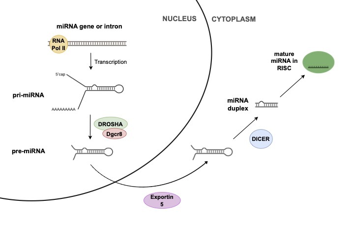 Evidence for Functional Roles of MicroRNAs in Lineage Specification During Mouse and Human Preimplantation Development.