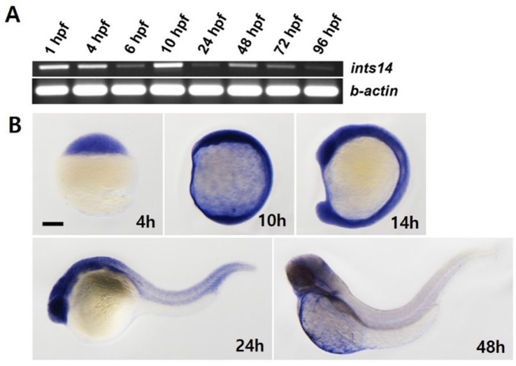 Generation of <i>ints14</i> Knockout Zebrafish using CRISPR/Cas9 for the Study of Development and Disease Mechanisms.