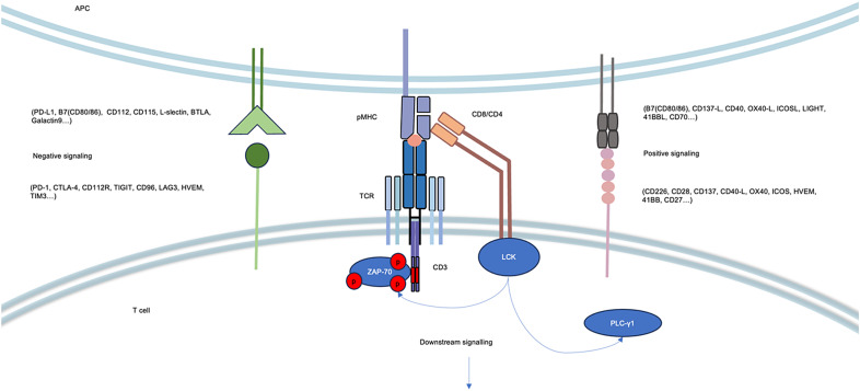 Strategies and rules for tuning TCR-derived therapy.