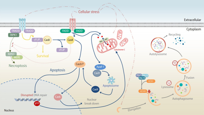 New strategies for germ cell cryopreservation: Cryoinjury modulation.