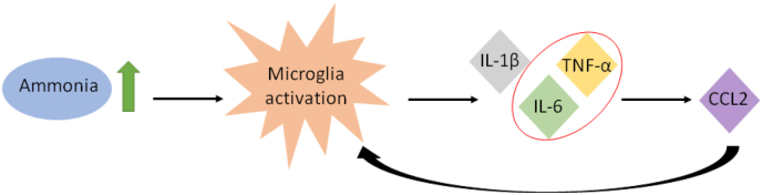 The contributions of bacteria metabolites to the development of hepatic encephalopathy