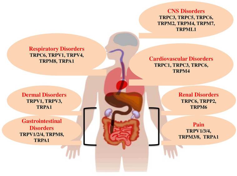 A Comprehensive Review on the Regulatory Action of TRP Channels: A Potential Therapeutic Target for Nociceptive Pain.