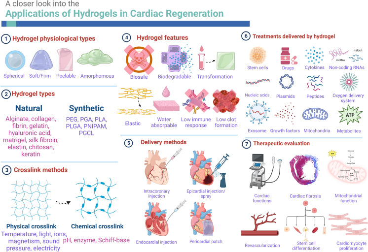 Application of Hydrogels in Cardiac Regeneration.