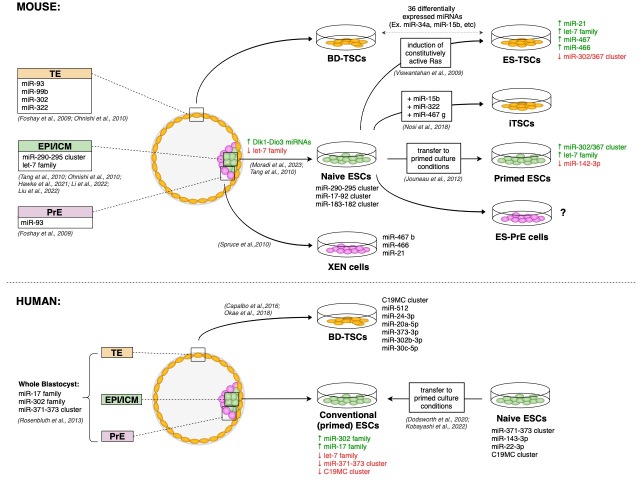 Evidence for Functional Roles of MicroRNAs in Lineage Specification During Mouse and Human Preimplantation Development.