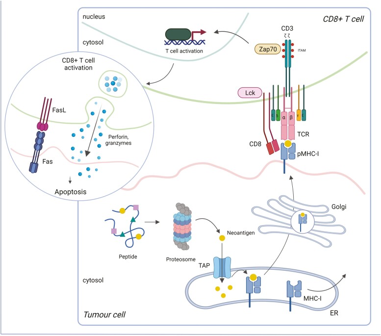 Strategies to overcome low MHC-I expression in paediatric and adult tumours.