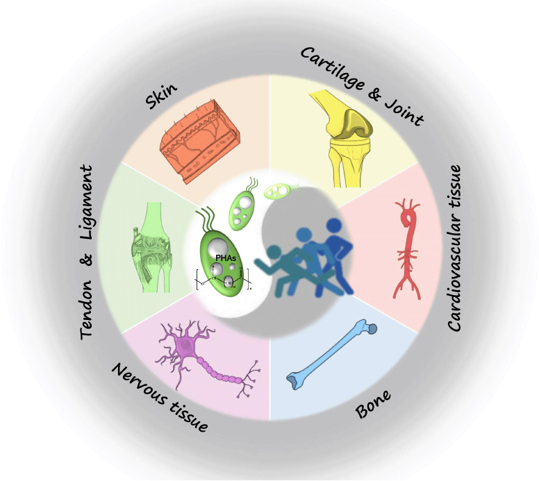 Recent advances of medical polyhydroxyalkanoates in musculoskeletal system.