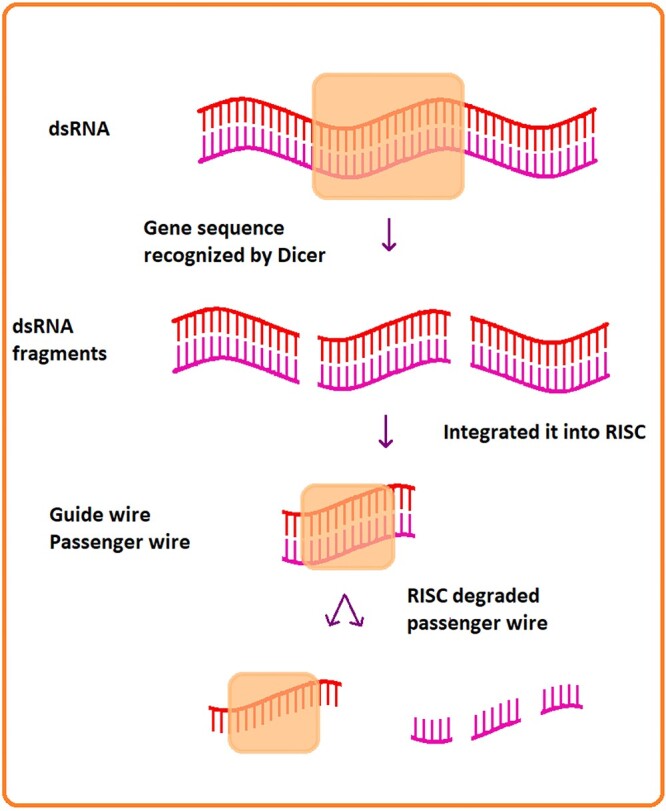 Small interfering RNAs in the management of human osteoporosis.