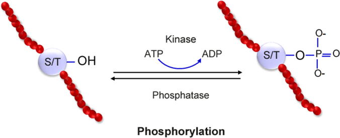 A Review of Machine Learning and Algorithmic Methods for Protein Phosphorylation Site Prediction