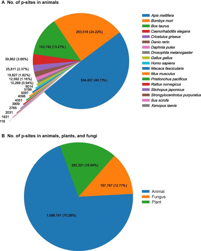 A Review of Machine Learning and Algorithmic Methods for Protein Phosphorylation Site Prediction
