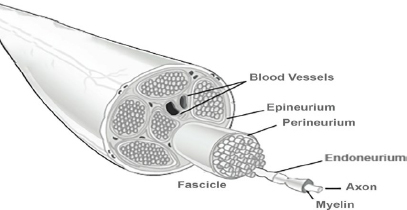 Smart needle electrical bioimpedance to provide information on needle tip relationship to target nerve prior to local anesthetic deposition in peripheral nerve block (USgPNB) procedures.