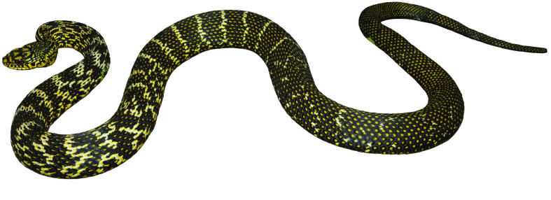 Genome assembly and annotation of the king ratsnake, <i>Elaphe carinata</i>.
