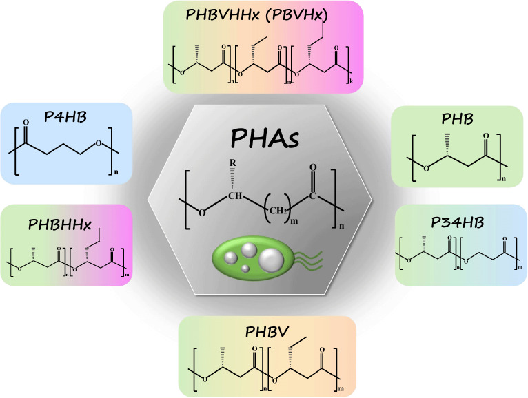 Recent advances of medical polyhydroxyalkanoates in musculoskeletal system.