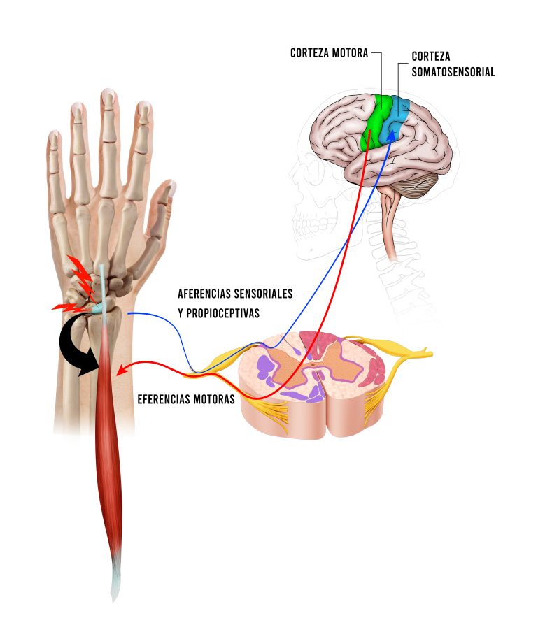 Proprioceptive rehabilitation strategies in posttraumatic wrist injuries. Scoping review.