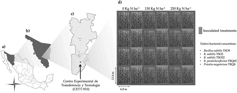 Effect of a native bacterial consortium on growth, yield, and grain quality of durum wheat (<i>Triticum turgidum</i> L. subsp. <i>durum</i>) under different nitrogen rates in the Yaqui Valley, Mexico.