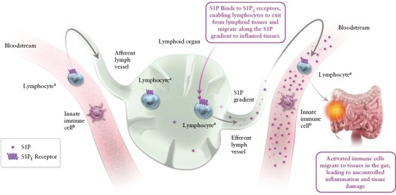 Clinician's Guide to Using Ozanimod for the Treatment of Ulcerative Colitis.