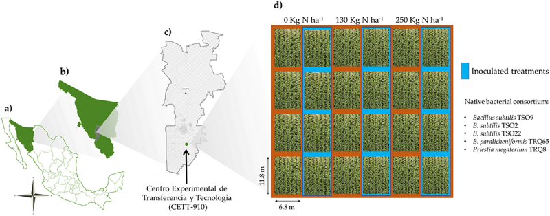 Effect of a native bacterial consortium on growth, yield, and grain quality of durum wheat (<i>Triticum turgidum</i> L. subsp. <i>durum</i>) under different nitrogen rates in the Yaqui Valley, Mexico.