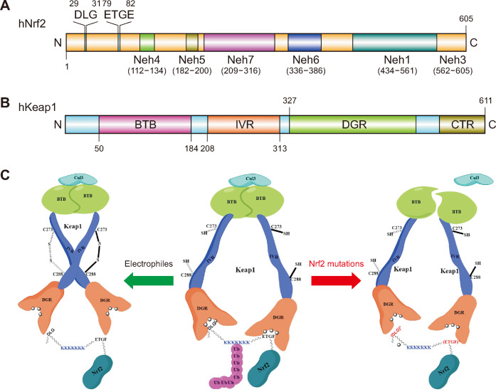 Nrf2, A Target for Precision Oncology in Cancer Prognosis and Treatment.